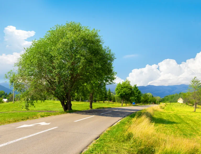 Dlaczego zaleca się sadzenie drzew przy drogach?