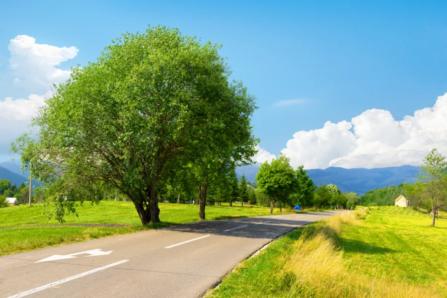 Dlaczego zaleca się sadzenie drzew przy drogach?